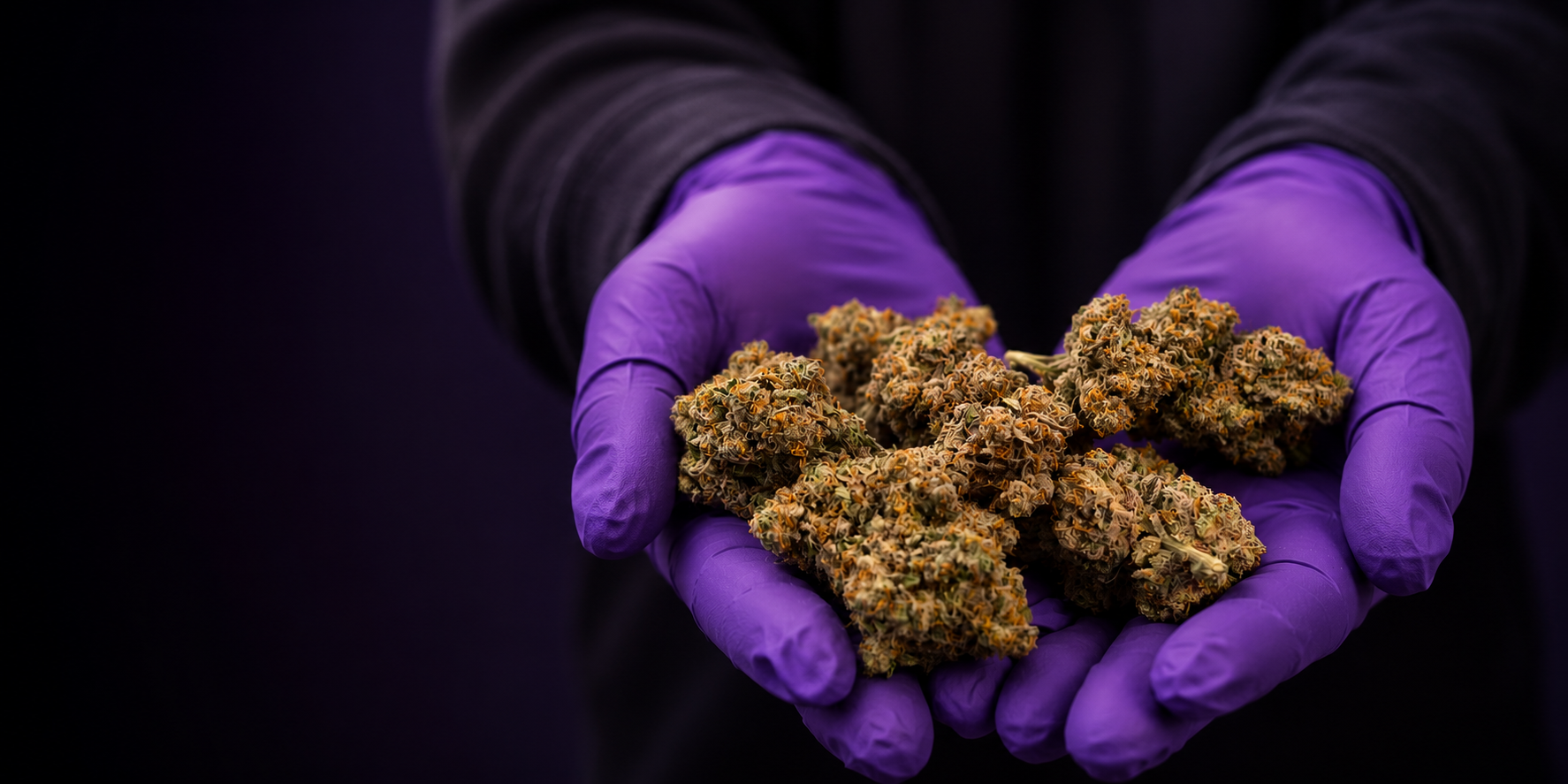 Gloved hands holding hand-trimmed PURPLEFARM flower during post-harvest work