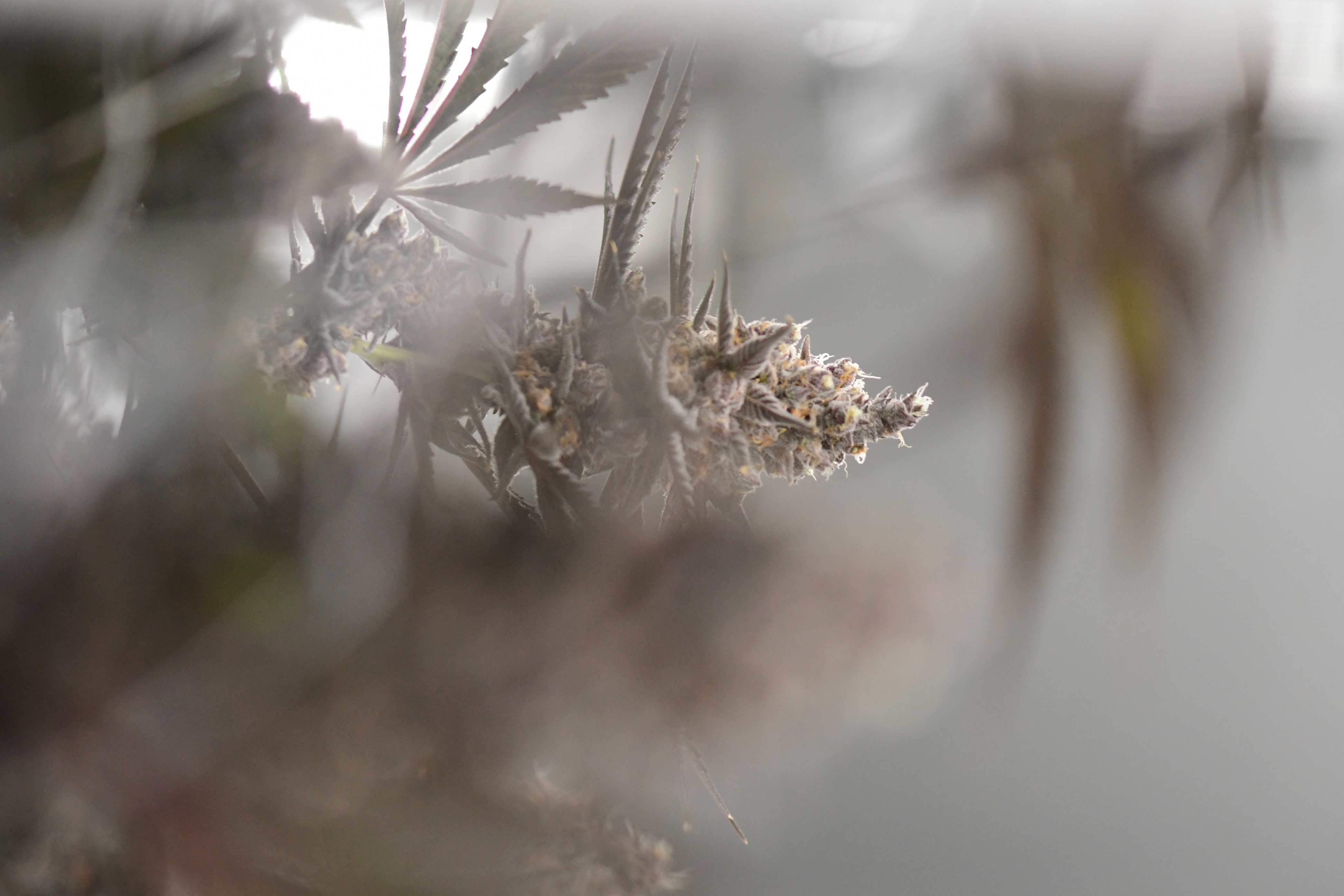 Hand-trimmed harvest and cure process on the line