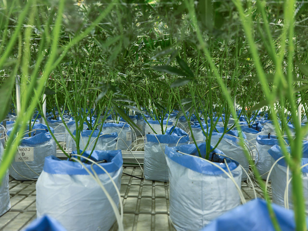 Inside the flower cycle