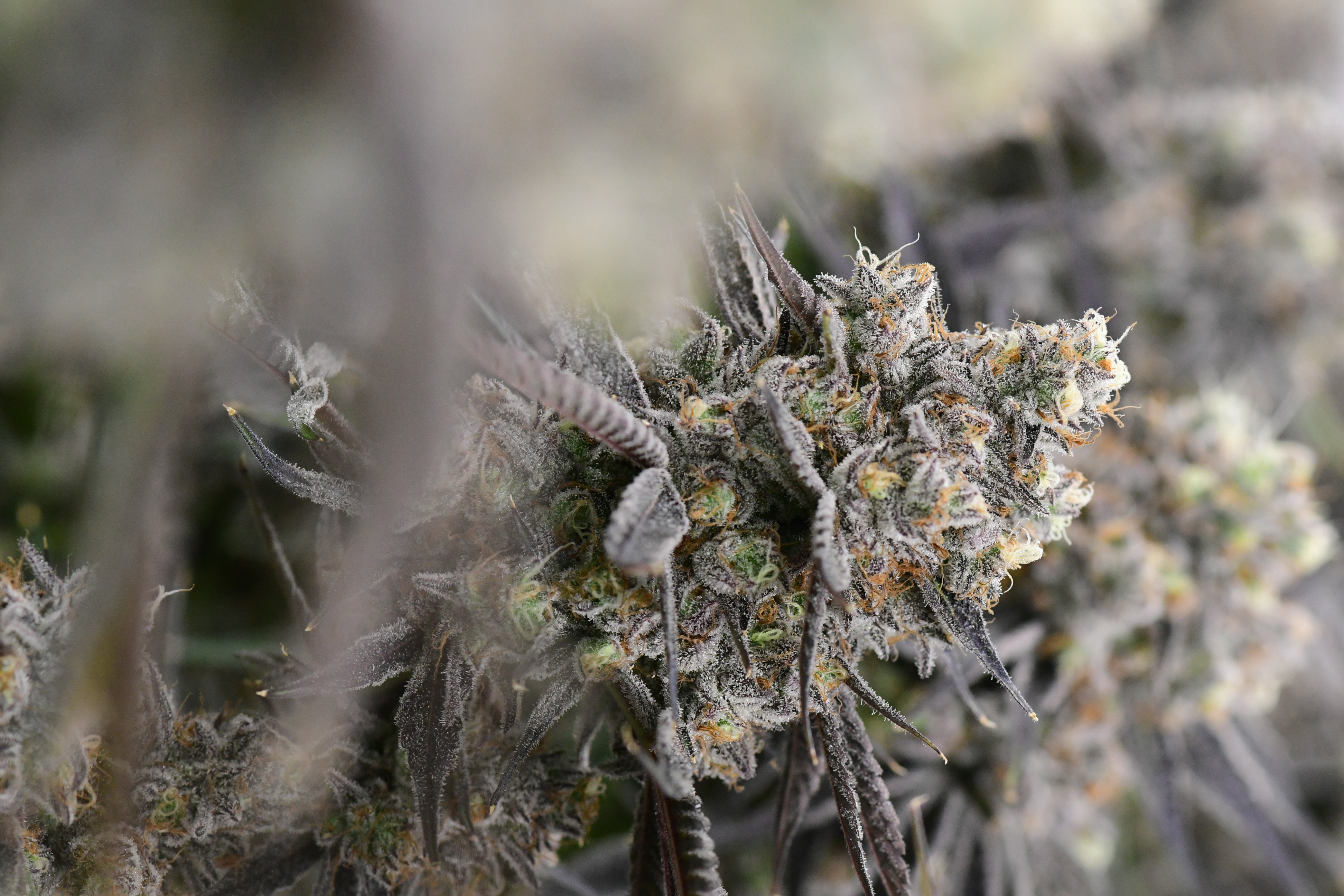 Hand-finishing whole flower during harvest
